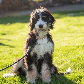 Oodles Of Blessings - Bernedoodles For Sale 